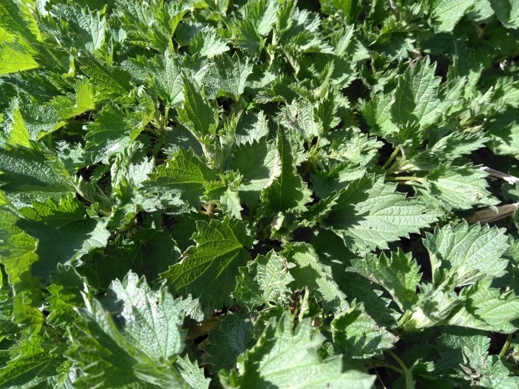 Nettle leaf juice / Sok od koprive Feeding Art